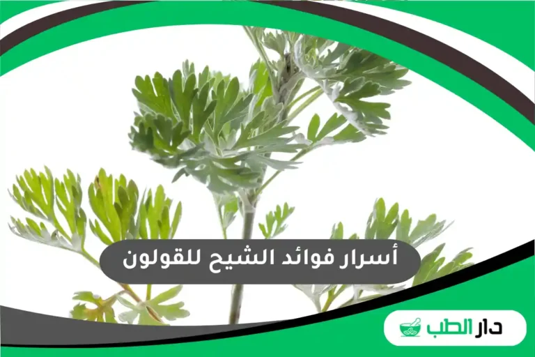 أسرار فوائد الشيح للقولون