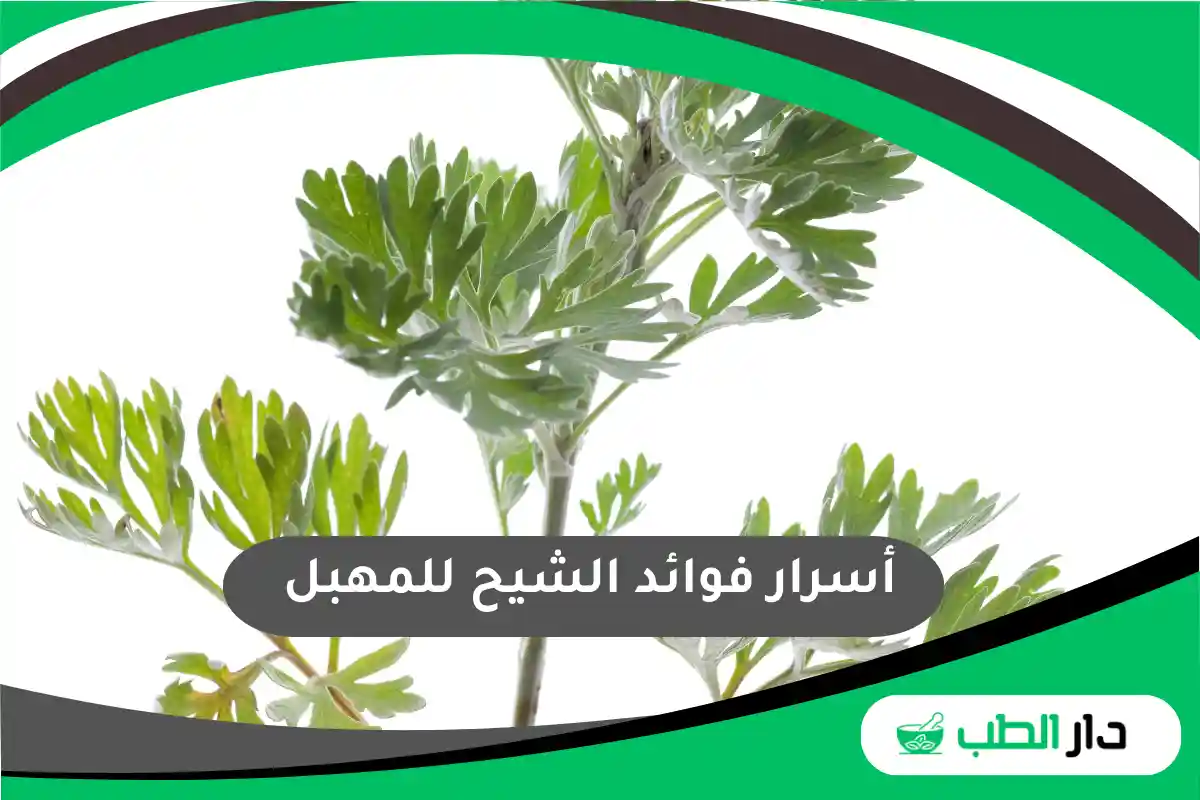 أسرار فوائد الشيح للمهبل